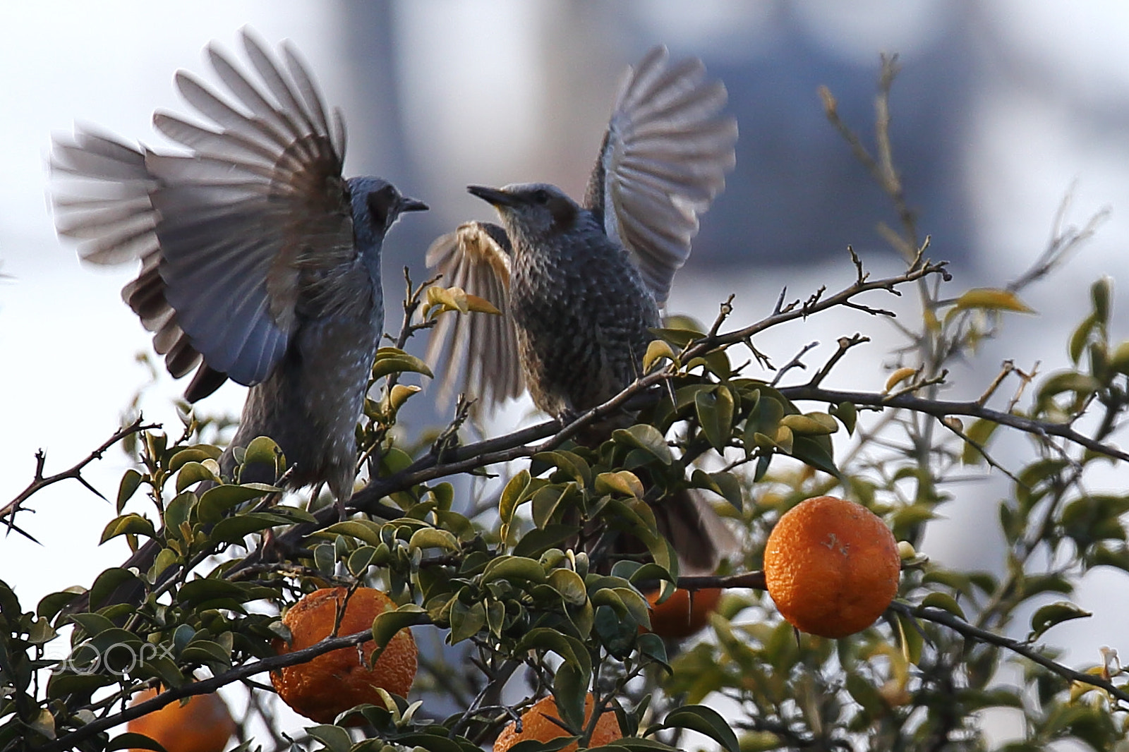 Sigma 150-600mm F5-6.3 DG OS HSM | C sample photo. Through the eyes photography