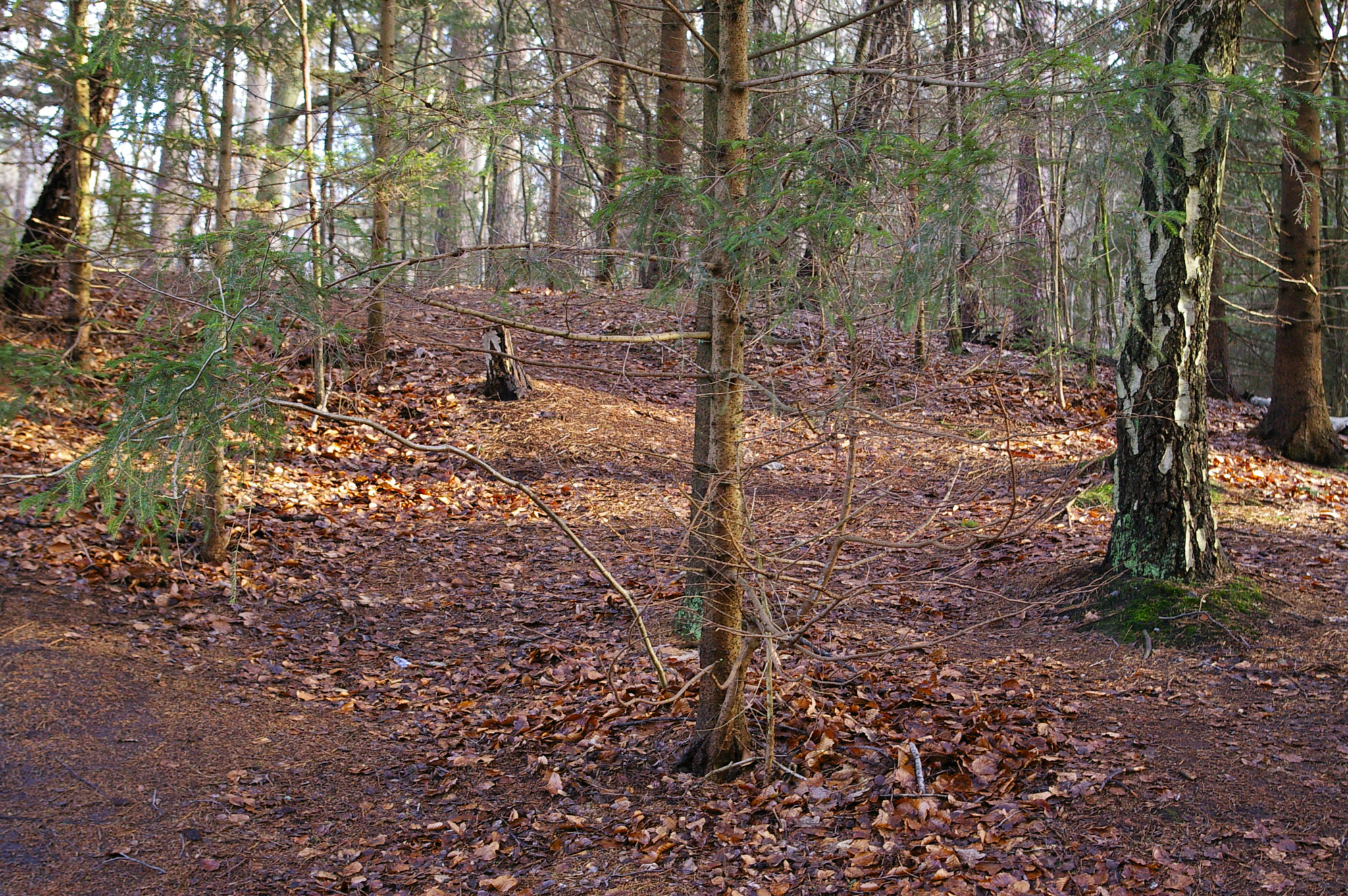 Pentax *ist DL sample photo. Lichterspiel im wald photography