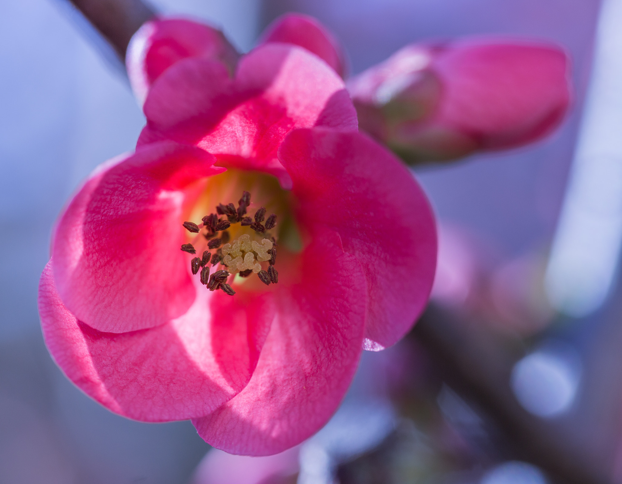 Canon EOS 6D + Canon EF 100mm F2.8 Macro USM sample photo. Chaenomeles japonica flower photography