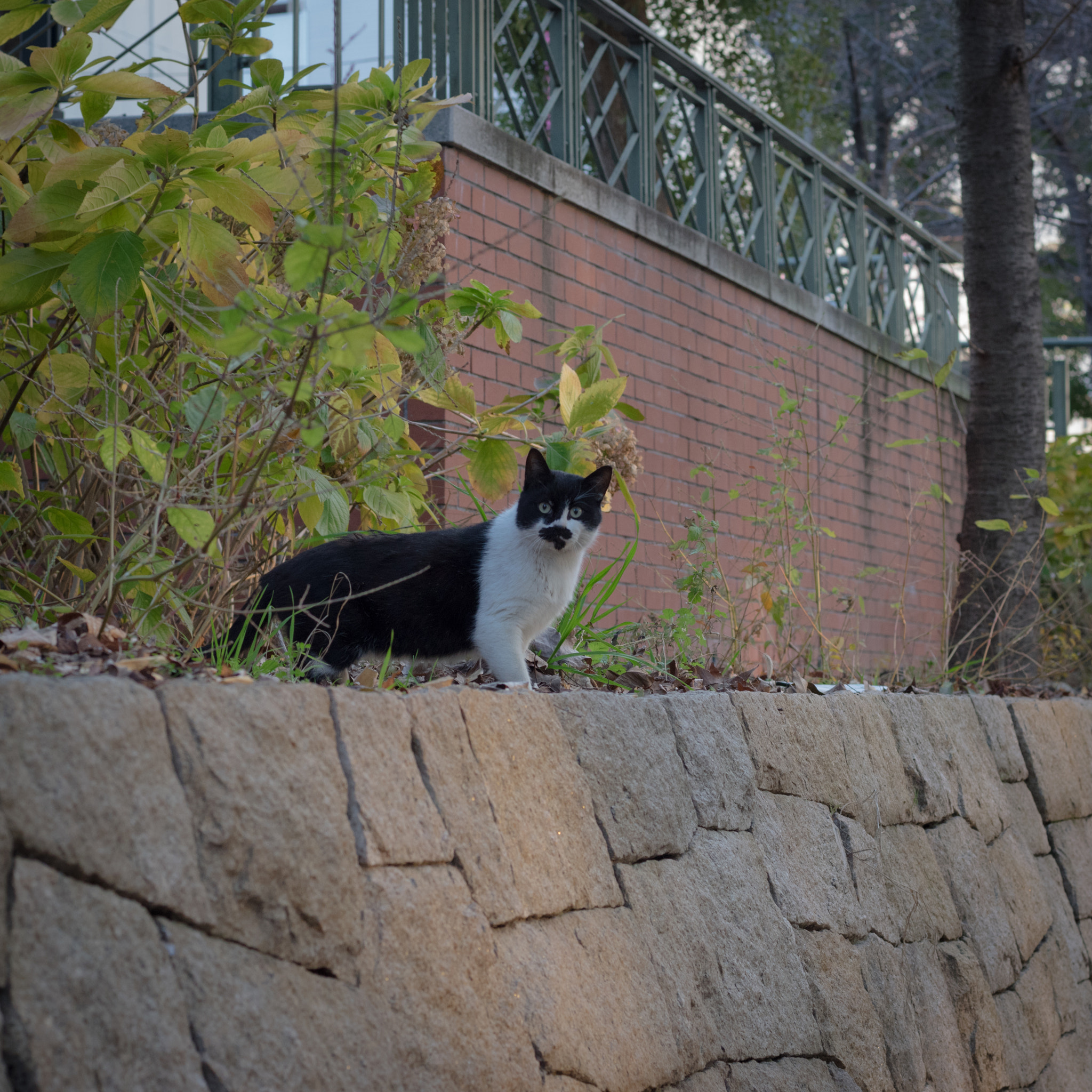 Pentax K-3 II + A Series Lens sample photo. Panda color photography