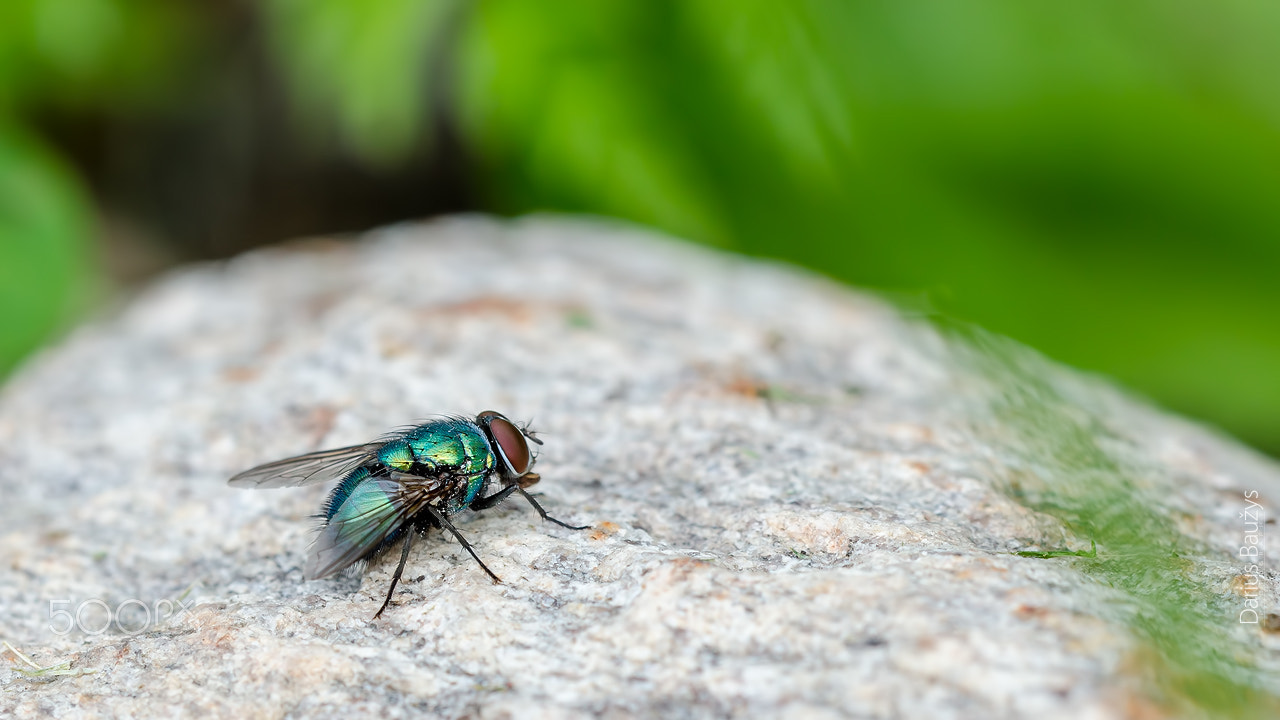 Nikon D7000 + Sigma 150mm F2.8 EX DG OS Macro HSM sample photo. Green, hairy and with wings ... that be? photography