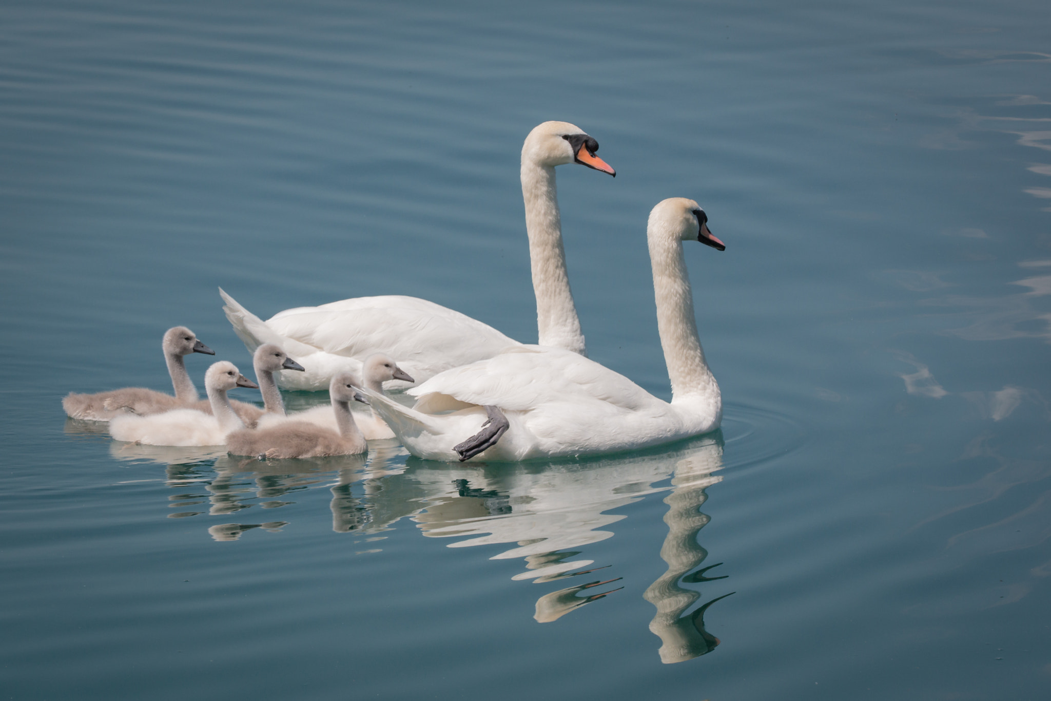 Sigma 150mm f/2.8 EX DG OS HSM APO Macro sample photo. Höckerschwan familie photography