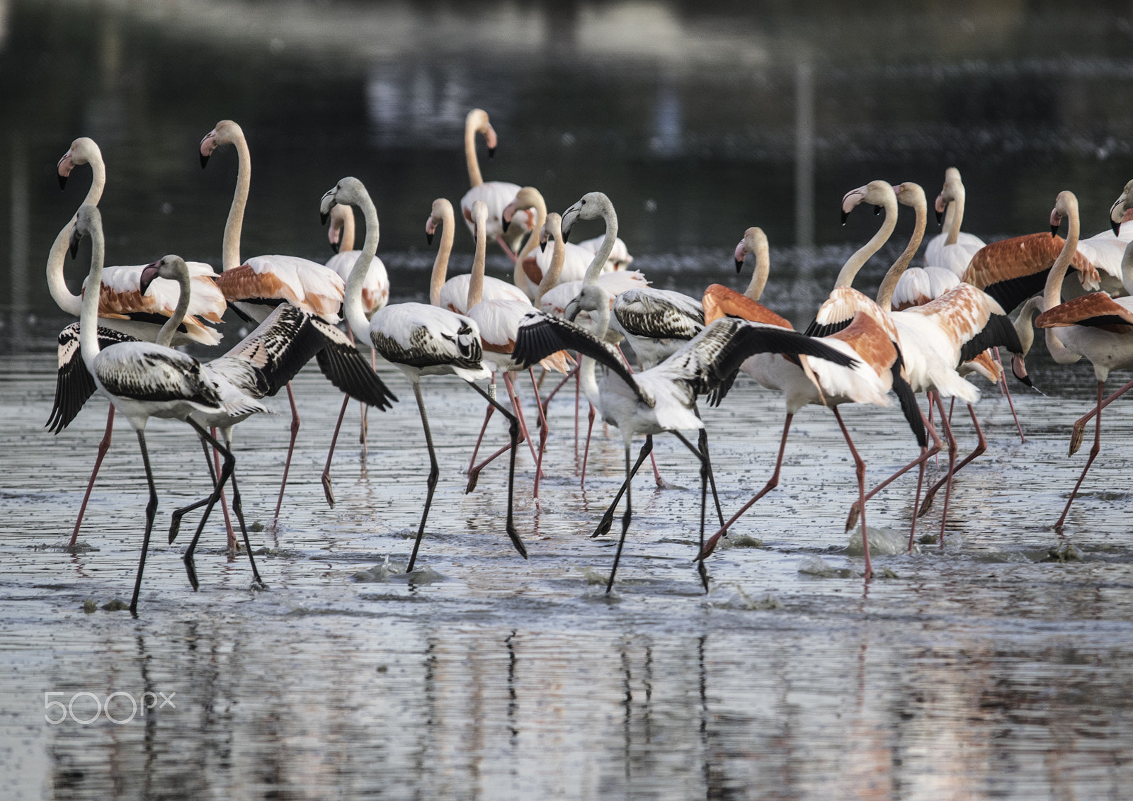 Nikon D5300 + Sigma 150-500mm F5-6.3 DG OS HSM sample photo. Flamingoes dancing photography