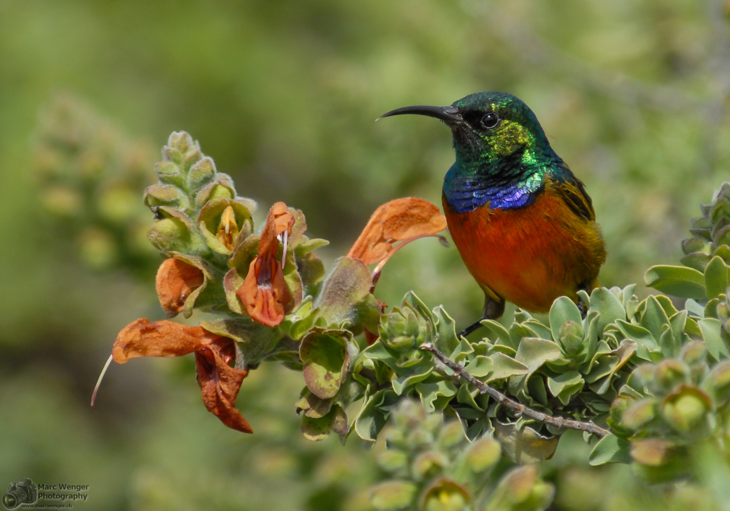 Nikon D200 sample photo. Orange-breasted sunbird photography