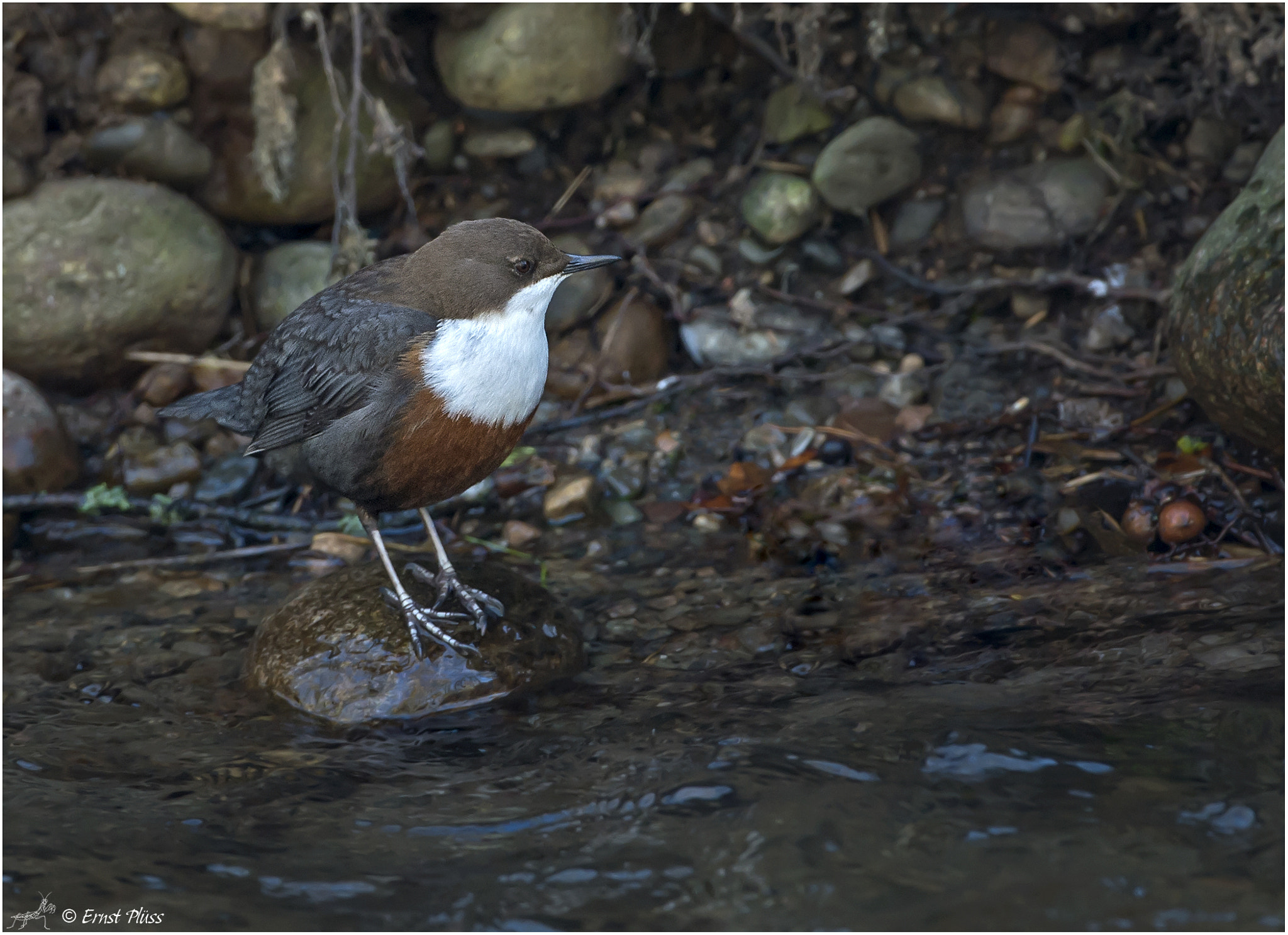 Nikon D4 sample photo. White-throated dipper photography