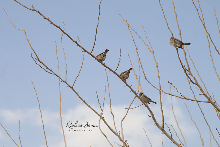 Canon EF 28-135mm F3.5-5.6 IS USM sample photo. Birds photography