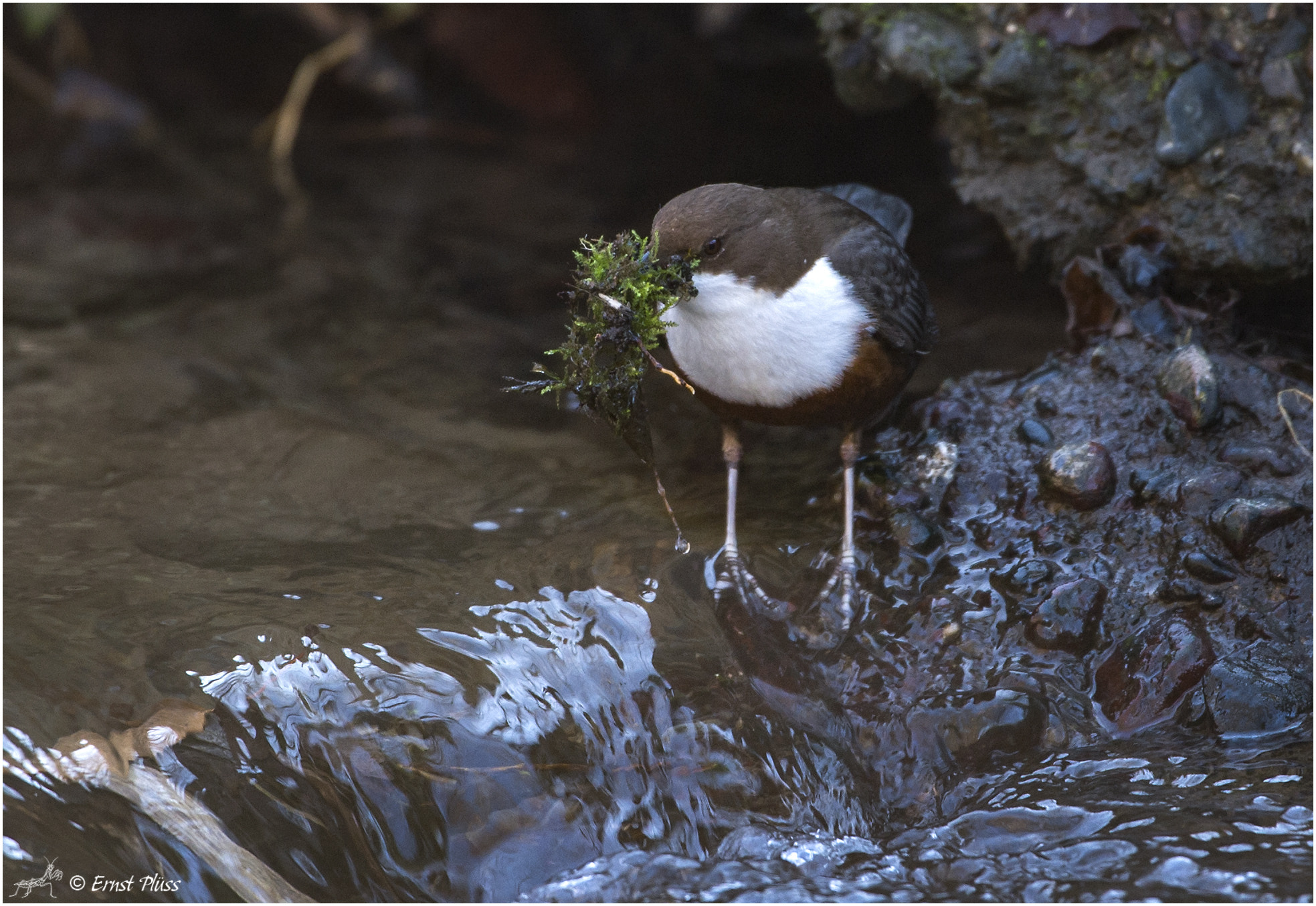 Nikon D4 sample photo. White-throated dipper photography