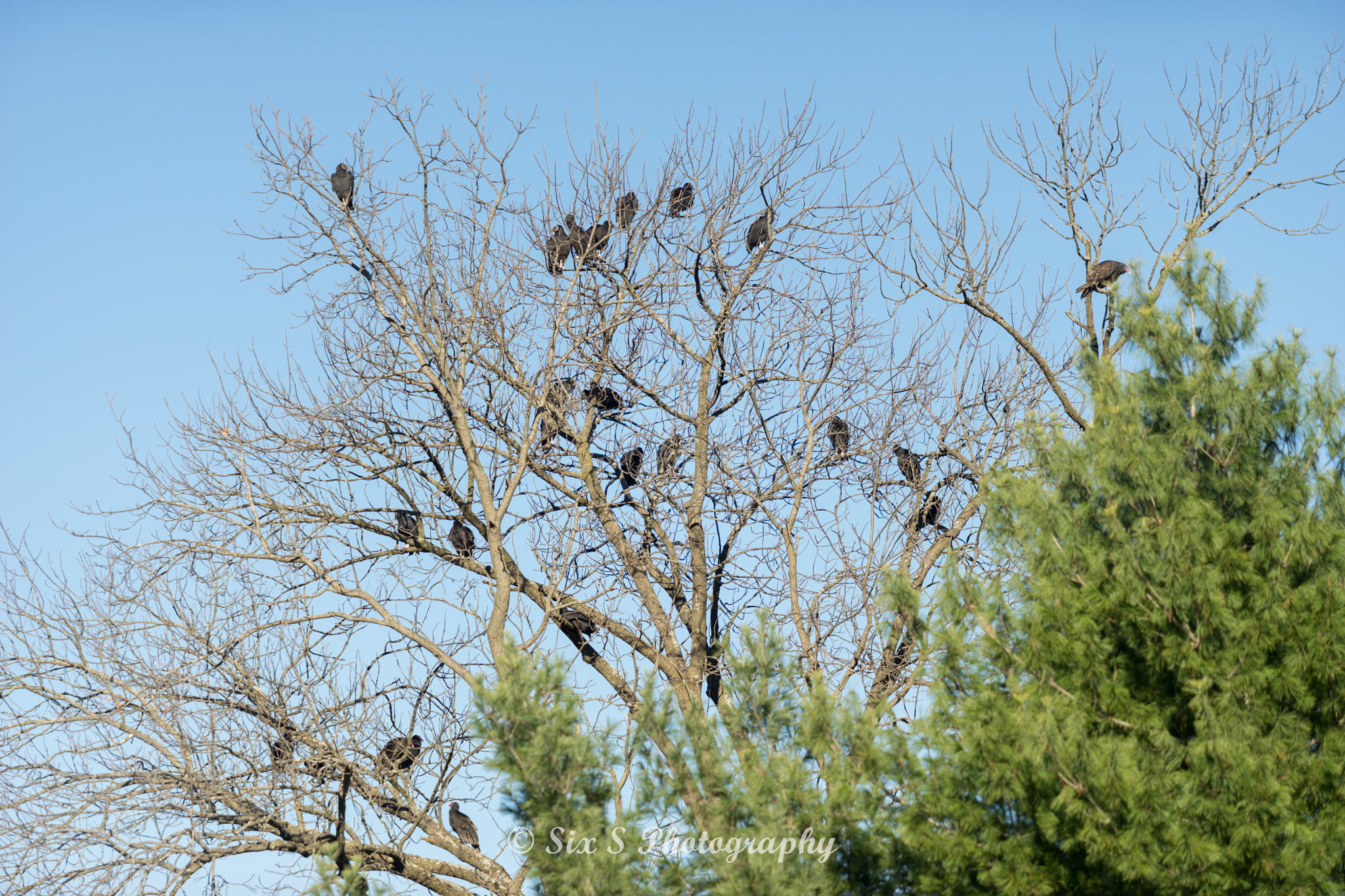 Sony a7 II + Canon EF 70-200mm F2.8L USM sample photo. Gathering of the buzzards photography
