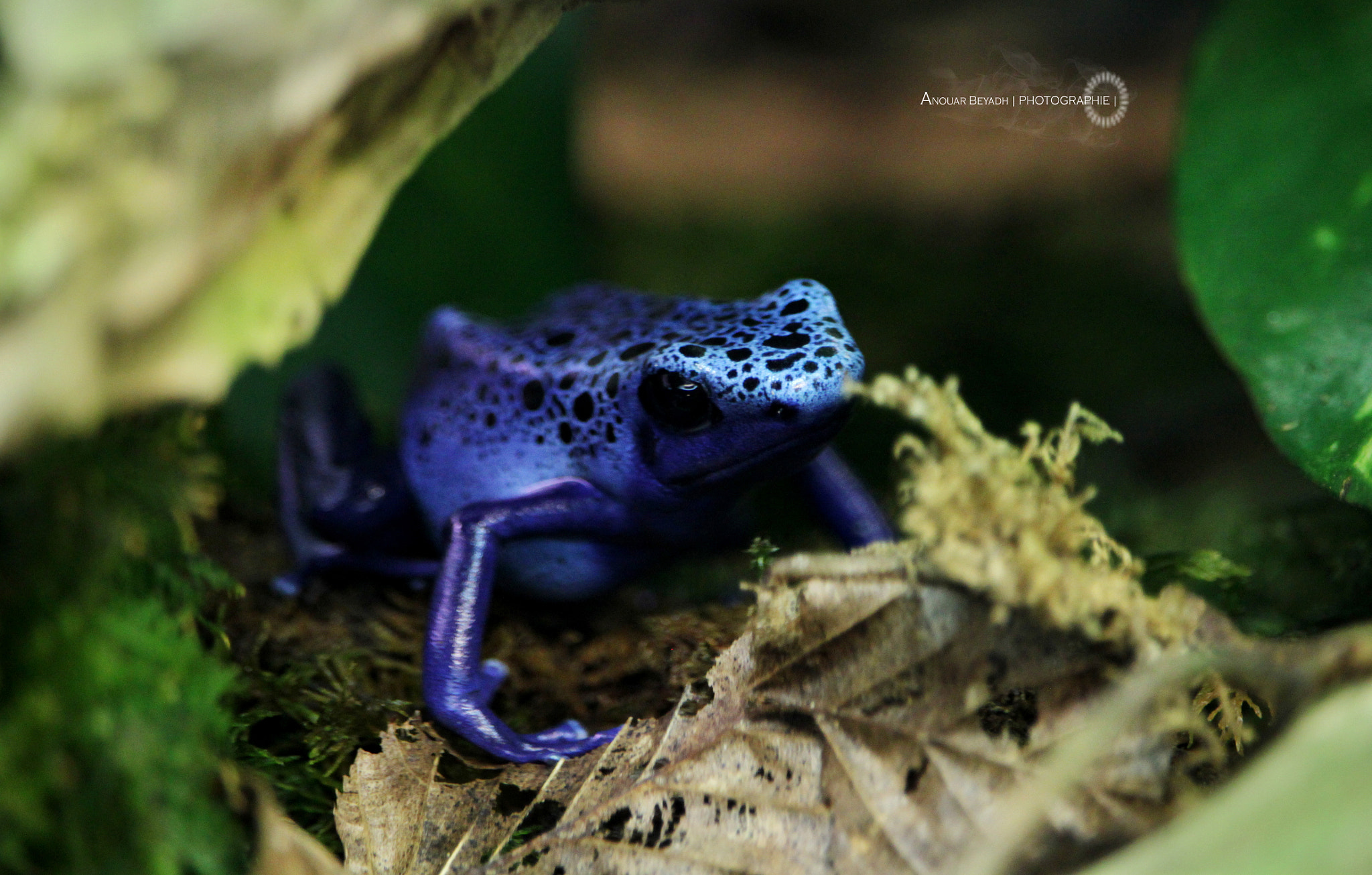 Canon EF-S 55-250mm F4-5.6 IS STM sample photo. Blue frog photography