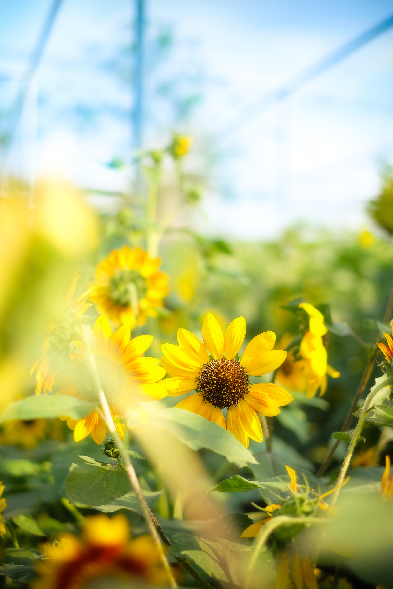 Fujifilm X-A1 + Fujifilm XF 35mm F1.4 R sample photo. Lively sunflower photography