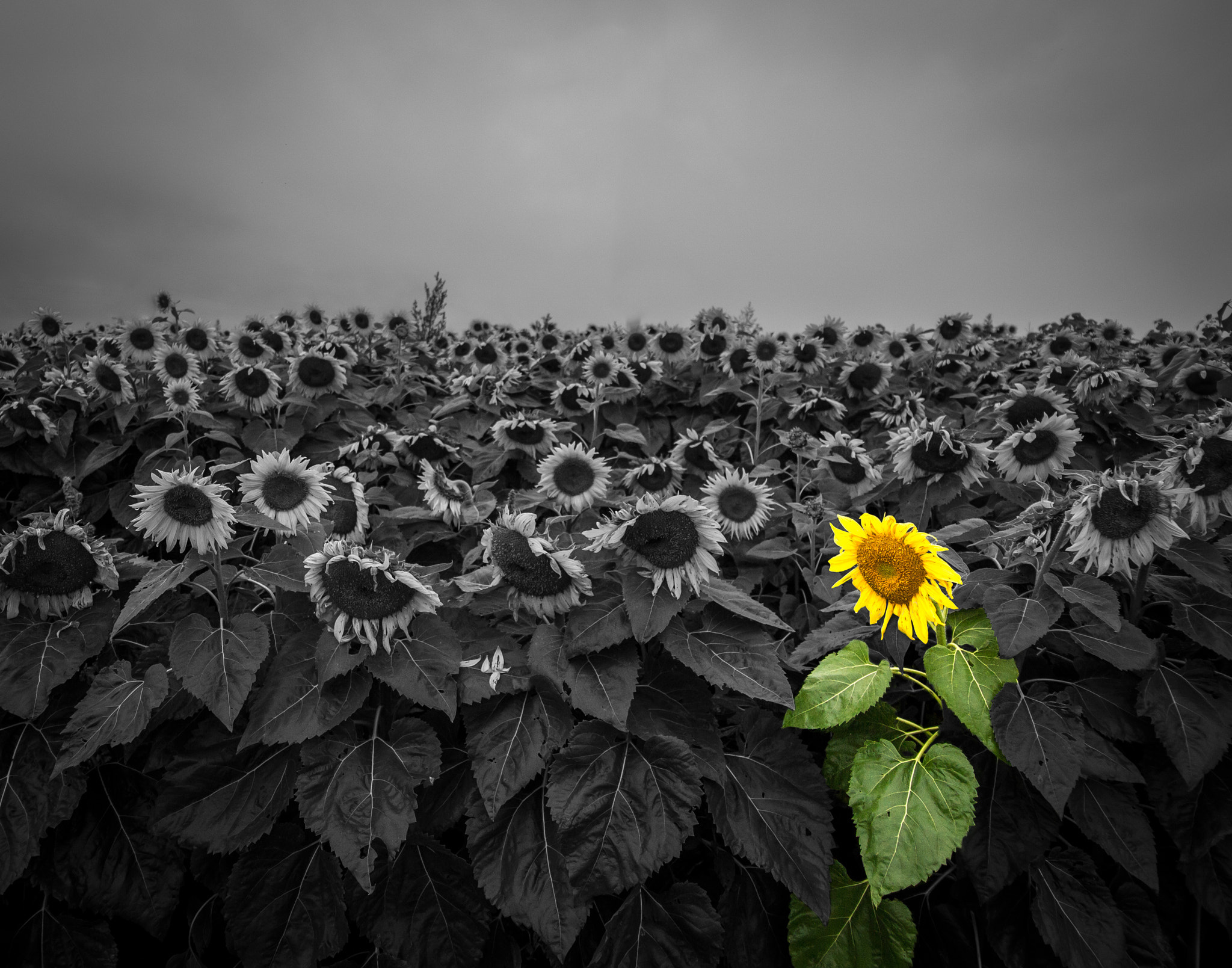 Canon EF-S 17-85mm F4-5.6 IS USM sample photo. Gloomy sunflower photography