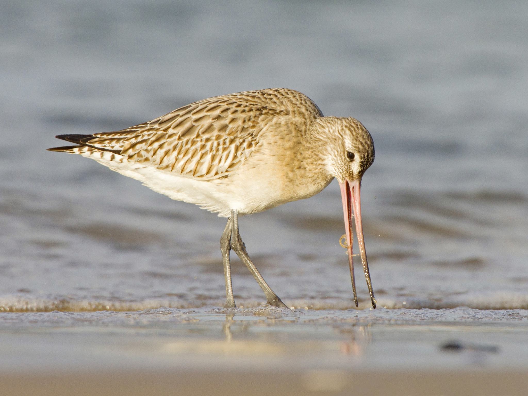 Canon EF 300mm F2.8L IS USM sample photo. Bar-tailed gotwit seeking for food photography