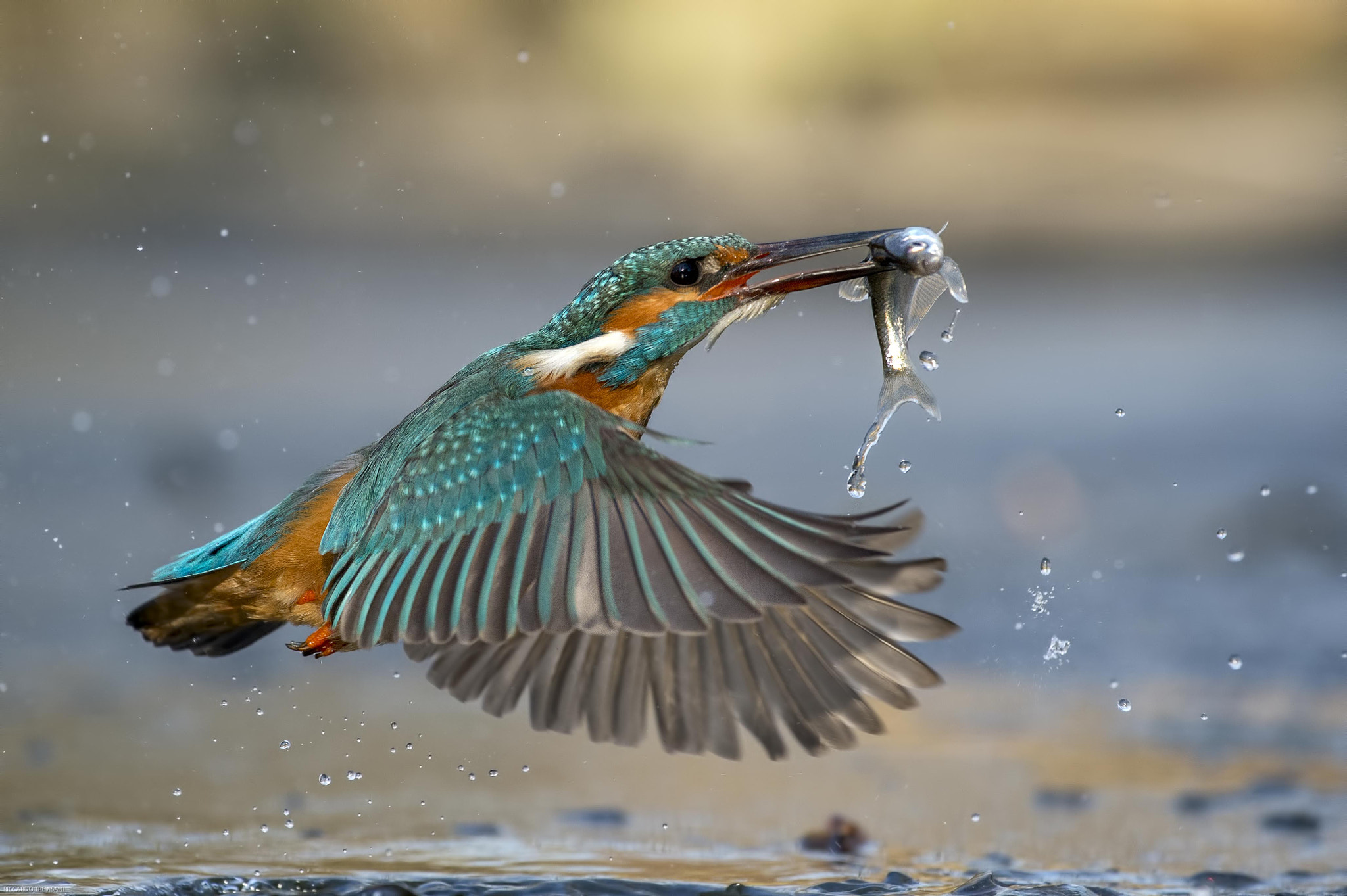 Nikon AF-S Nikkor 70-200mm F4G ED VR sample photo. Kingfisher photography