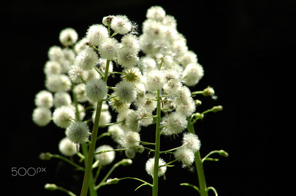 Nikon D70s sample photo. Beautiful world photography