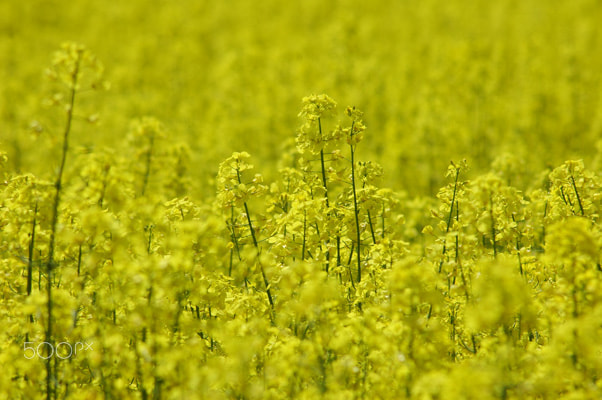 Nikon D70s sample photo. Beautiful world photography
