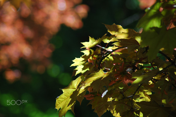 Nikon D70s sample photo. Beautiful world photography
