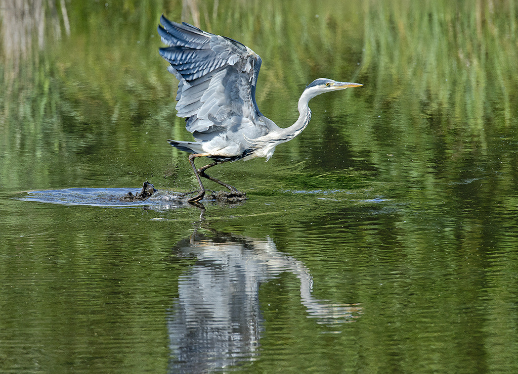 Nikon AF-S Nikkor 600mm F4D ED-IF II sample photo. Grey heron photography