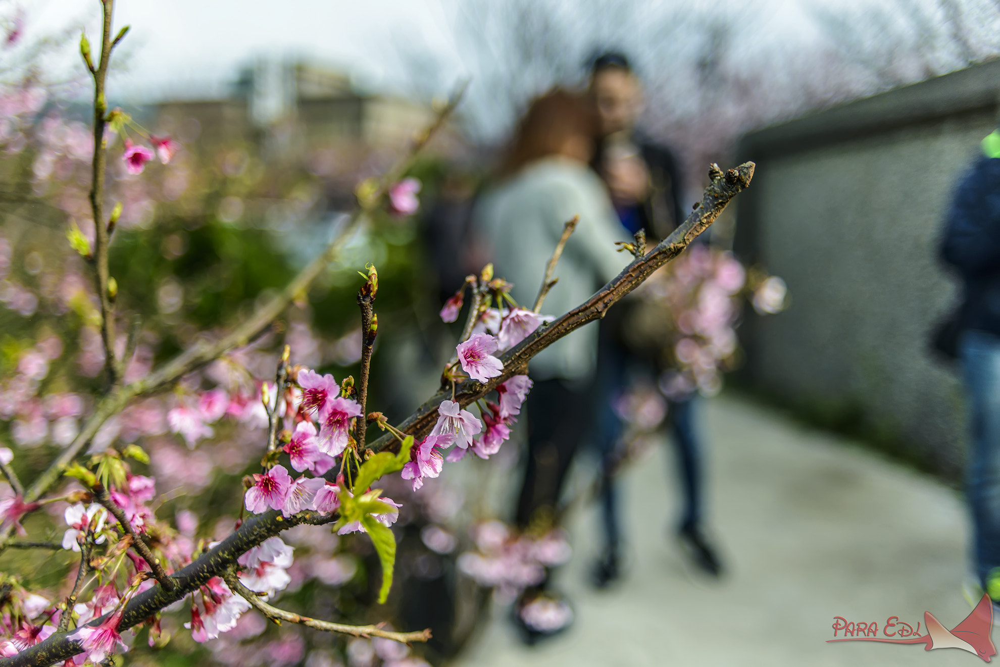 Nikon D800E + Nikon AF Nikkor 35mm F2D sample photo. Yang-ming-shan photography