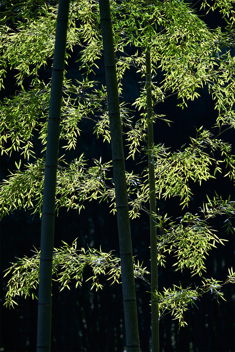 Sony a7 II + Sony 70-400mm F4-5.6 G SSM II sample photo. Bamboo in backlight photography