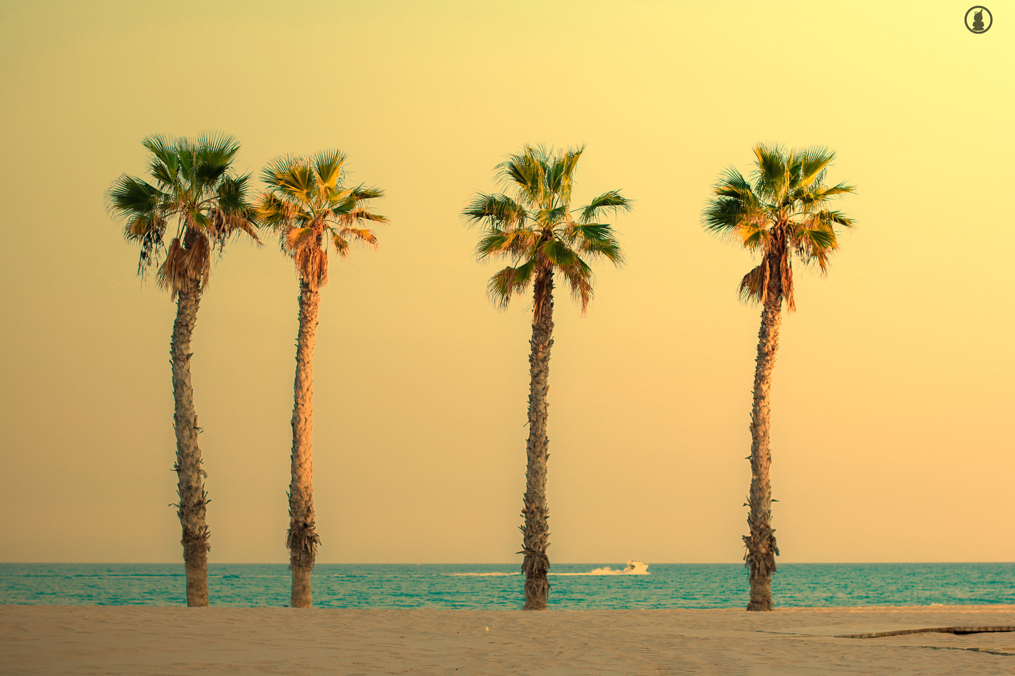 Canon EOS 750D (EOS Rebel T6i / EOS Kiss X8i) + Canon EF 50mm F1.4 USM sample photo. Palm trees photography