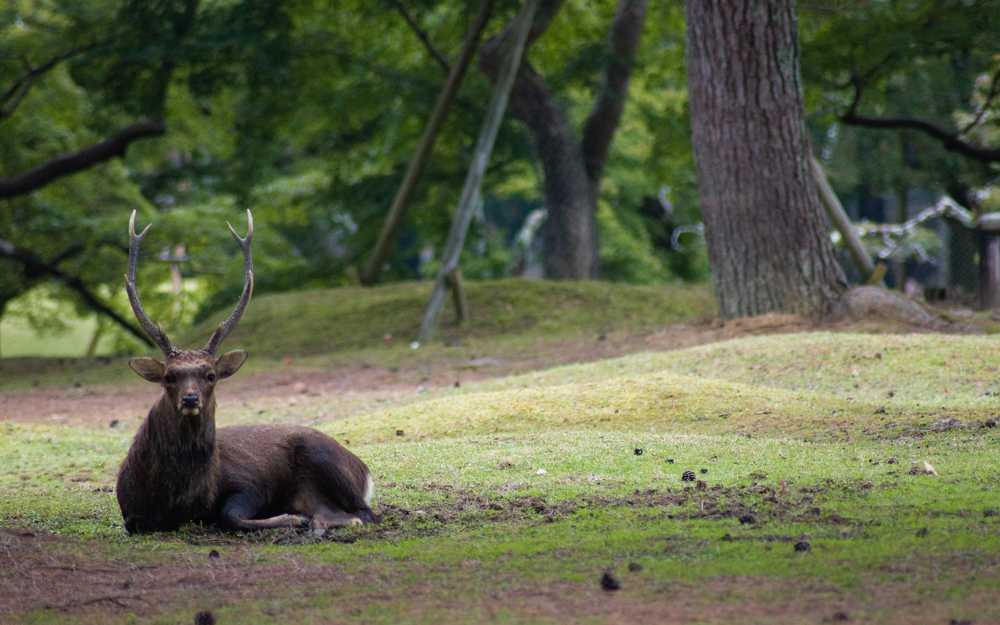 Pentax K-5 + Tamron AF 70-300mm F4-5.6 Di LD Macro sample photo. Deer photography