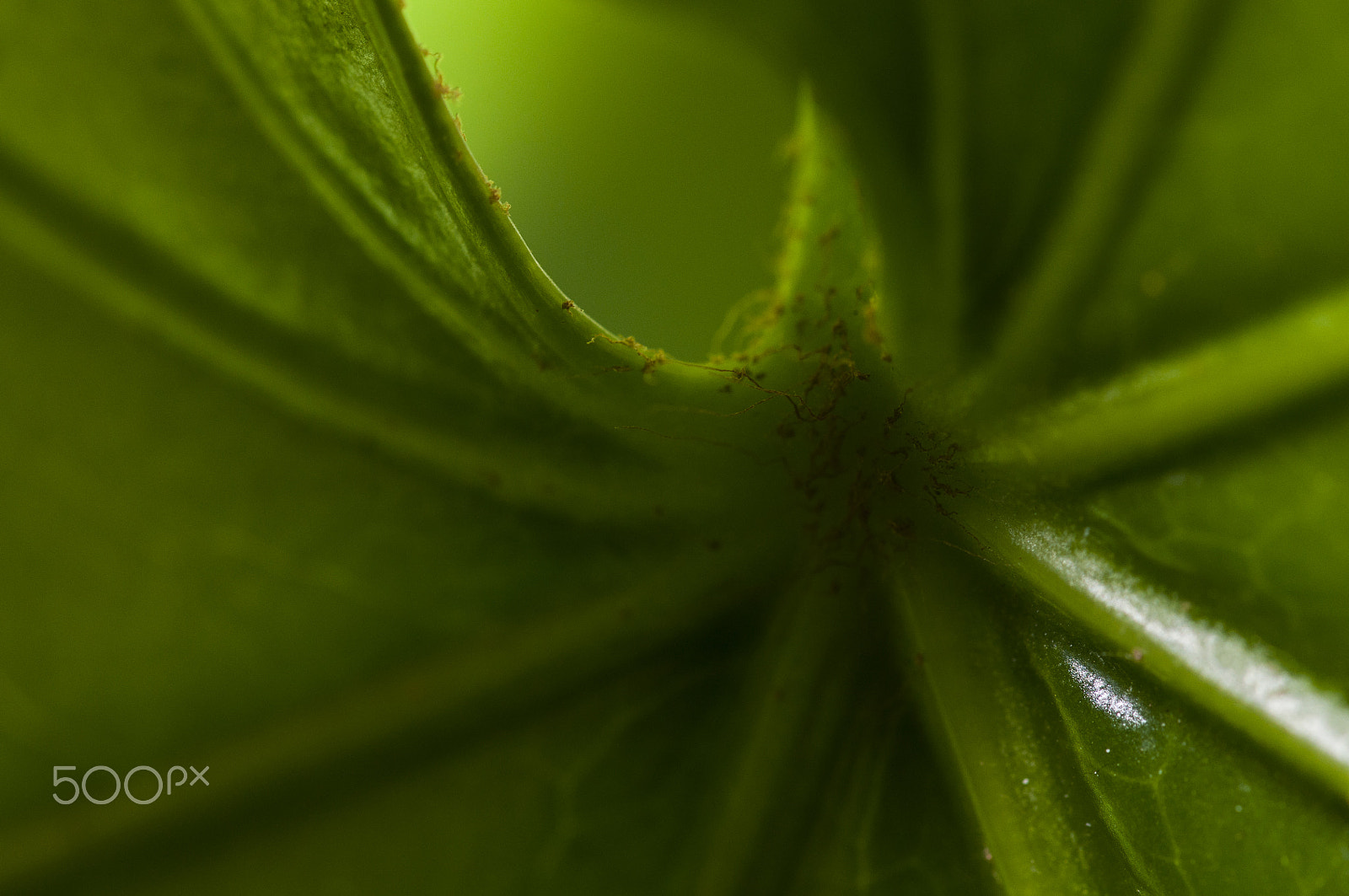 Sigma 105mm F2.8 EX DG OS HSM sample photo. Green power photography