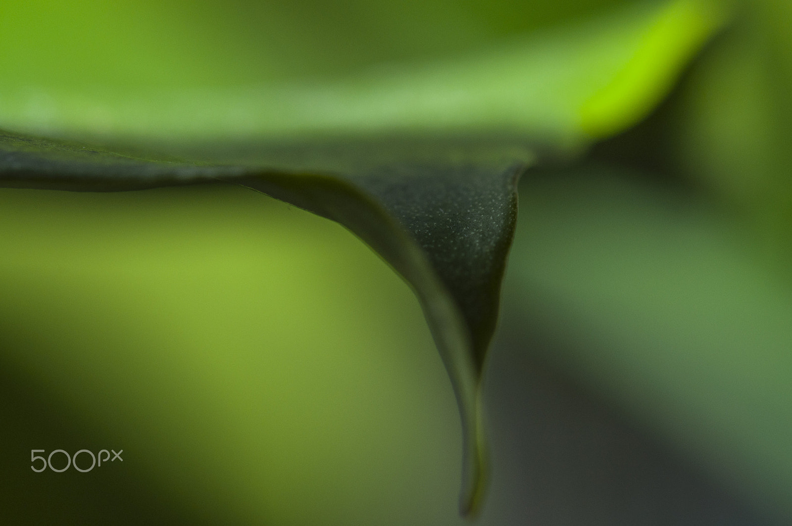 Sigma 105mm F2.8 EX DG OS HSM sample photo. Der abhang photography