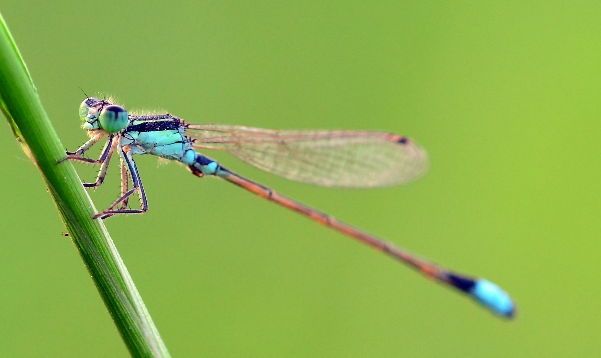 Nikon D5200 + Nikon AF Micro-Nikkor 200mm F4D ED-IF sample photo. Dsc_0025.jpg photography