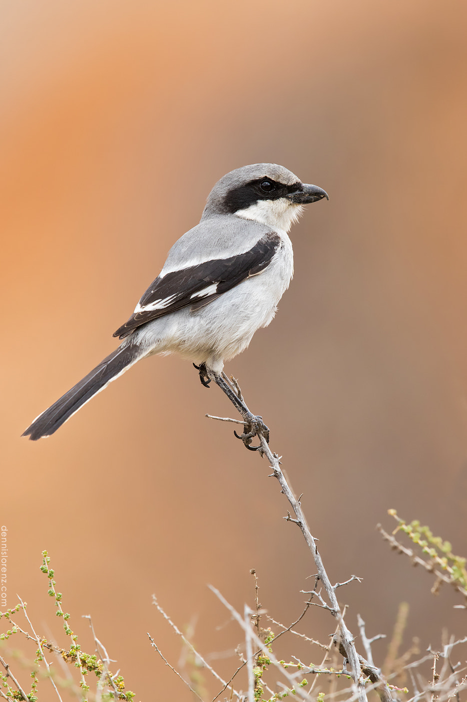 Canon EF 600mm F4L IS II USM sample photo. Southern grey shrike | mittelmeerraubwürger photography