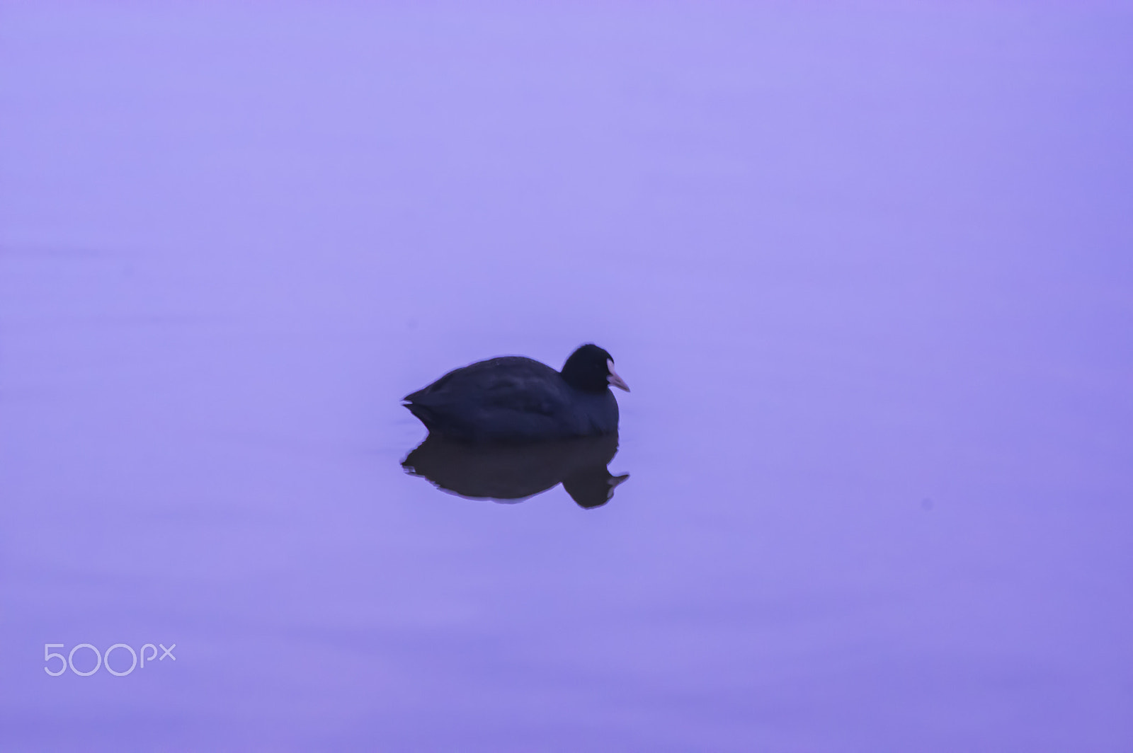 smc PENTAX-DA L 55-300mm F4-5.8 ED sample photo. "静かな湖面 " the quiet surface of the lake photography