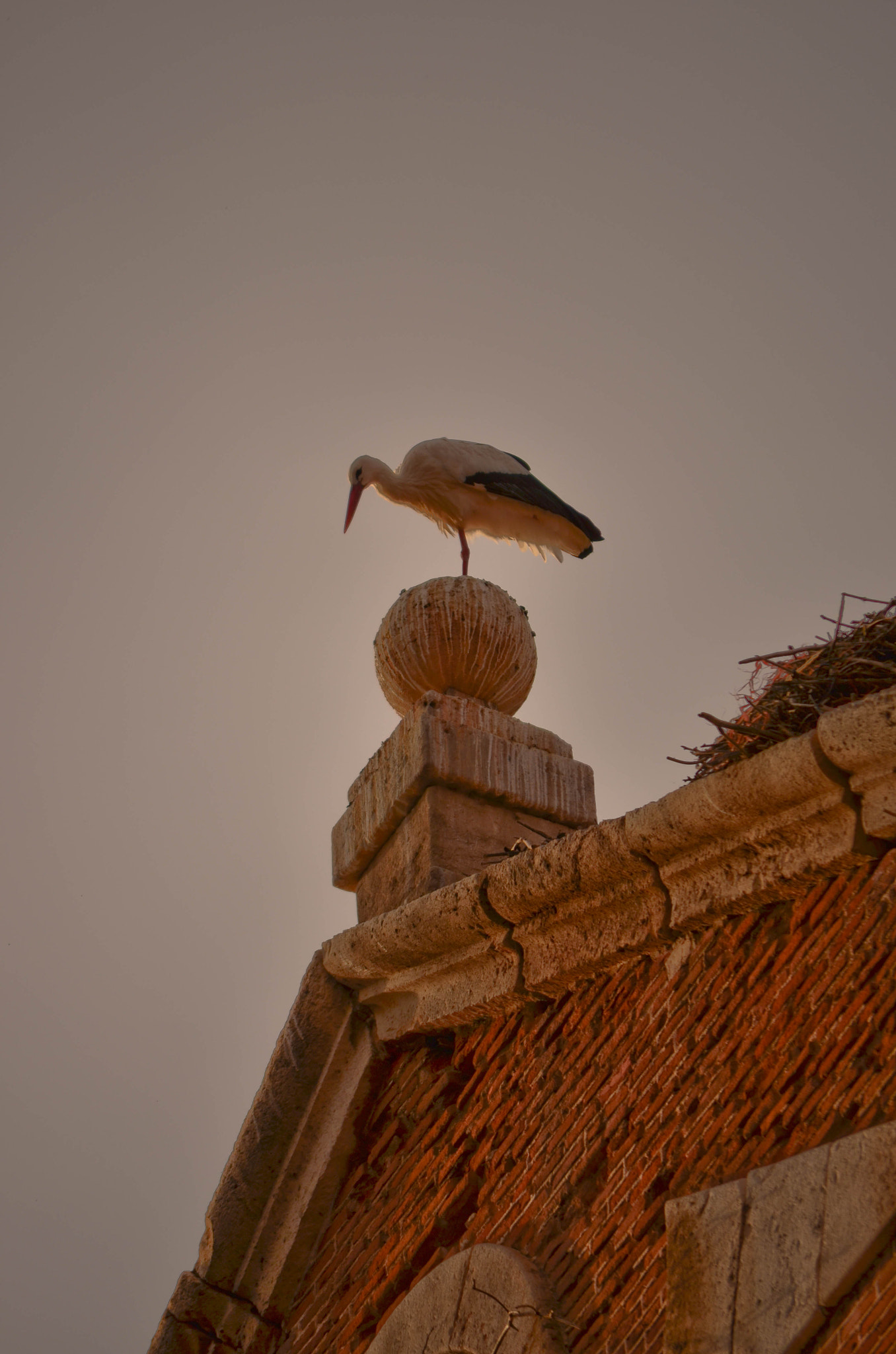 Nikon D5100 + Nikon AF-S Nikkor 600mm F4D ED-IF II sample photo. Cigueñas de alcalá. photography