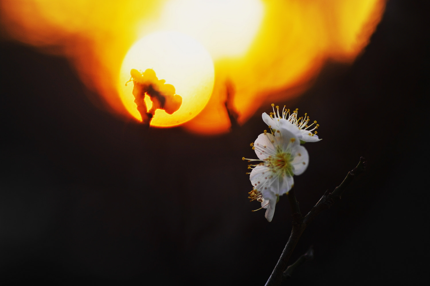 Pentax K20D + Tamron SP AF 90mm F2.8 Di Macro sample photo. White plum blossom photography