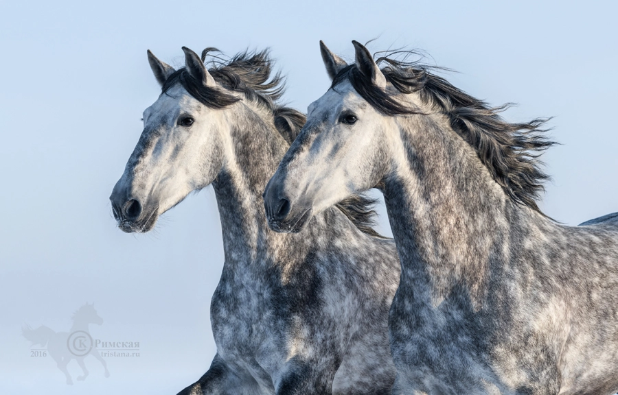 Canon EOS 7D Mark II + Canon EF 135mm F2L USM sample photo. Two grey spanish horses - portrait in motion photography