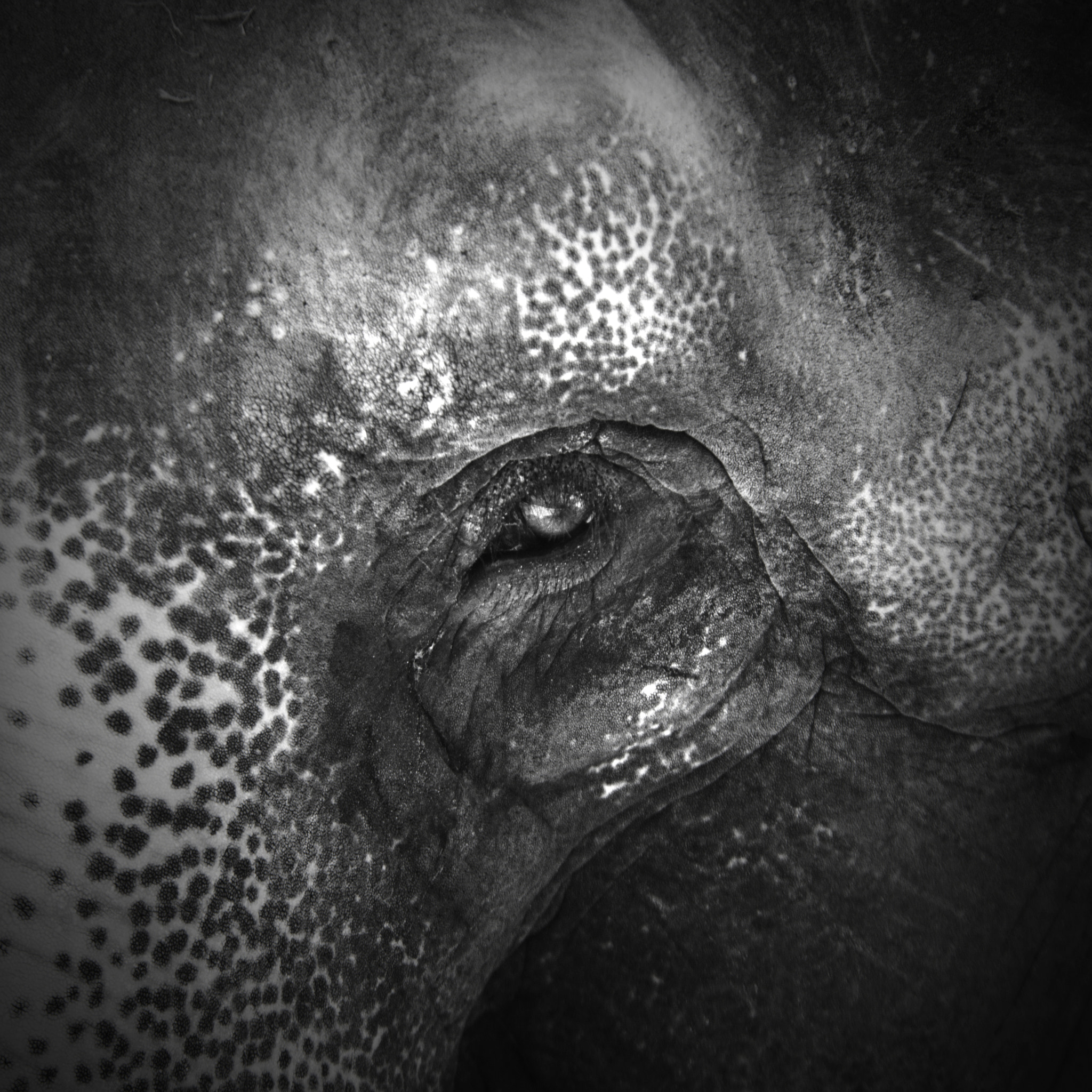 Sigma 120-300mm F2.8 EX DG HSM sample photo. Elephant eye photography