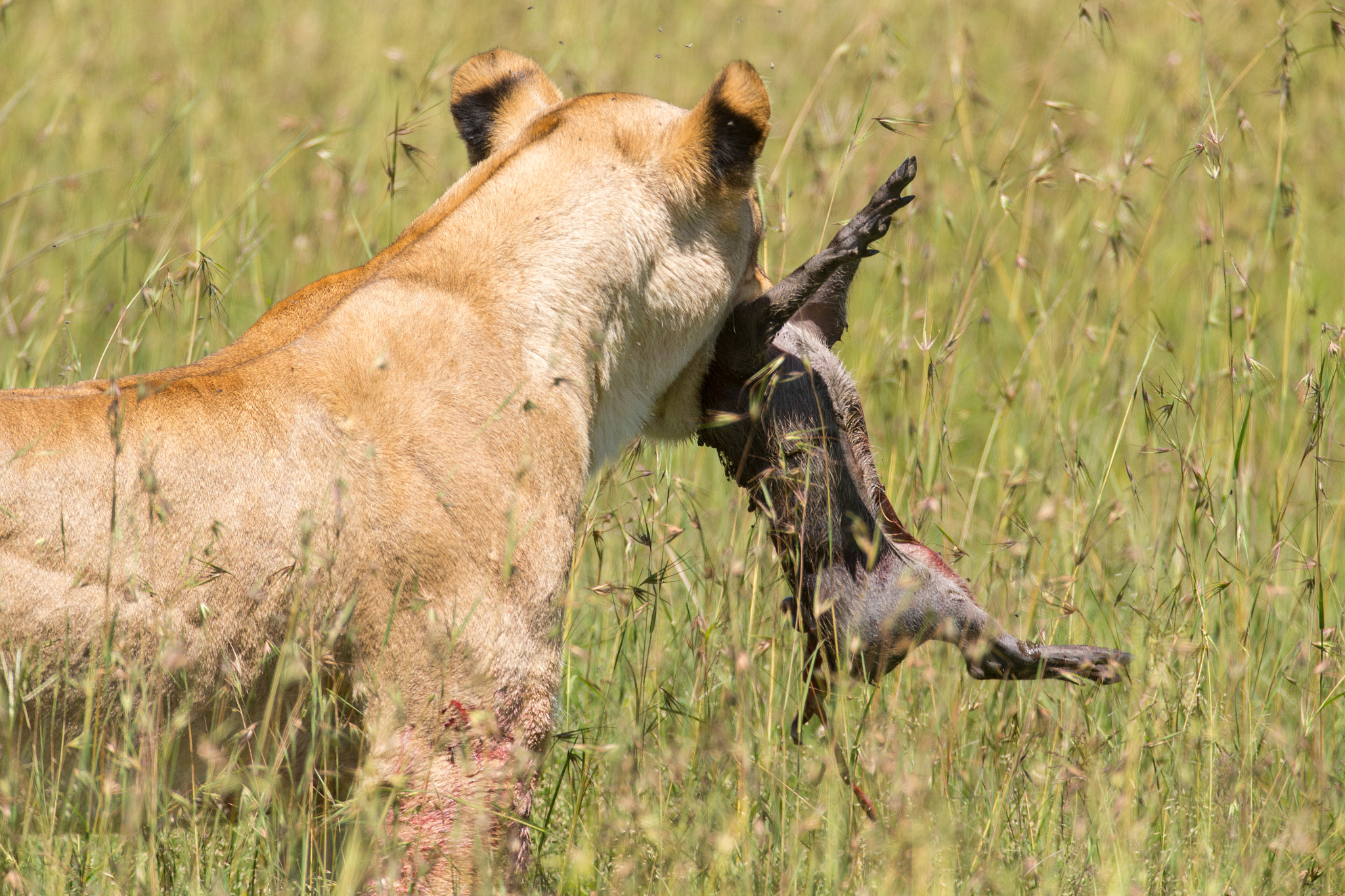 Canon EF 600mm F4L IS USM sample photo. Warthog snack photography