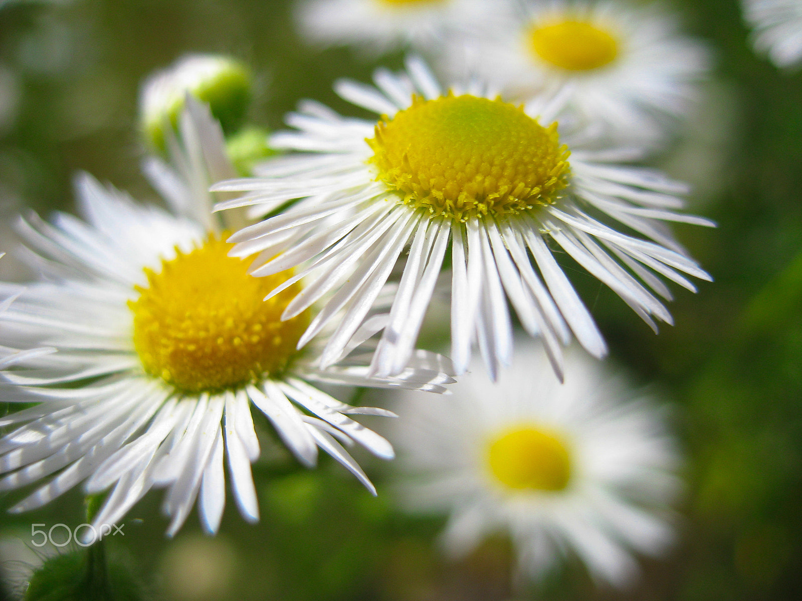 Canon DIGITAL IXUS 950 IS sample photo. Bellis perennis photography
