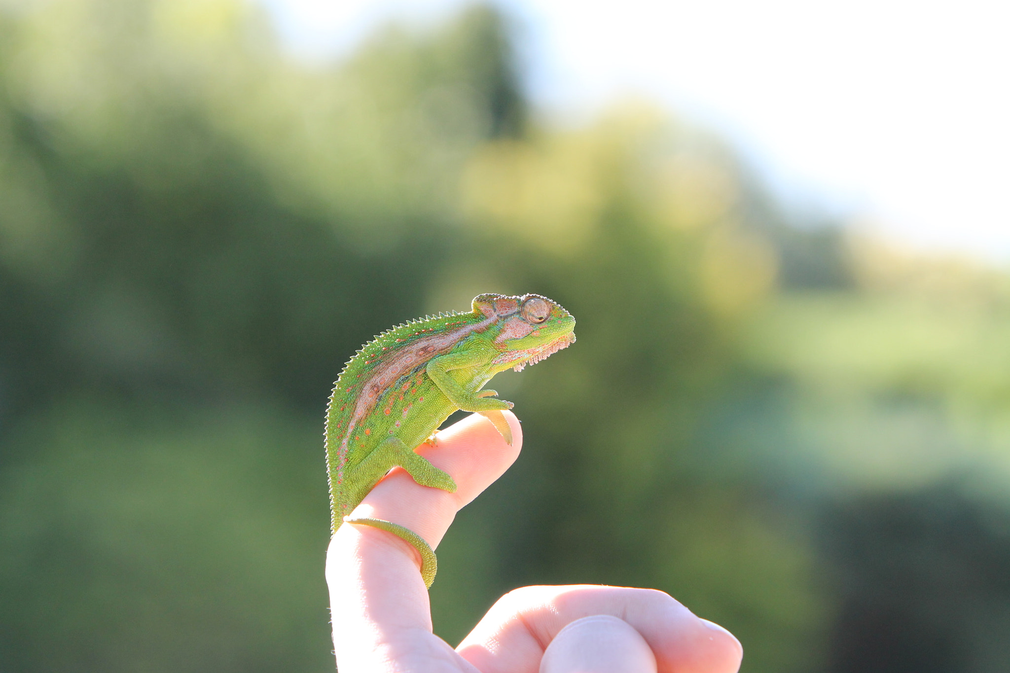 Canon EF 70-200mm F2.8L IS USM sample photo. Cape dwarf chameleon photography