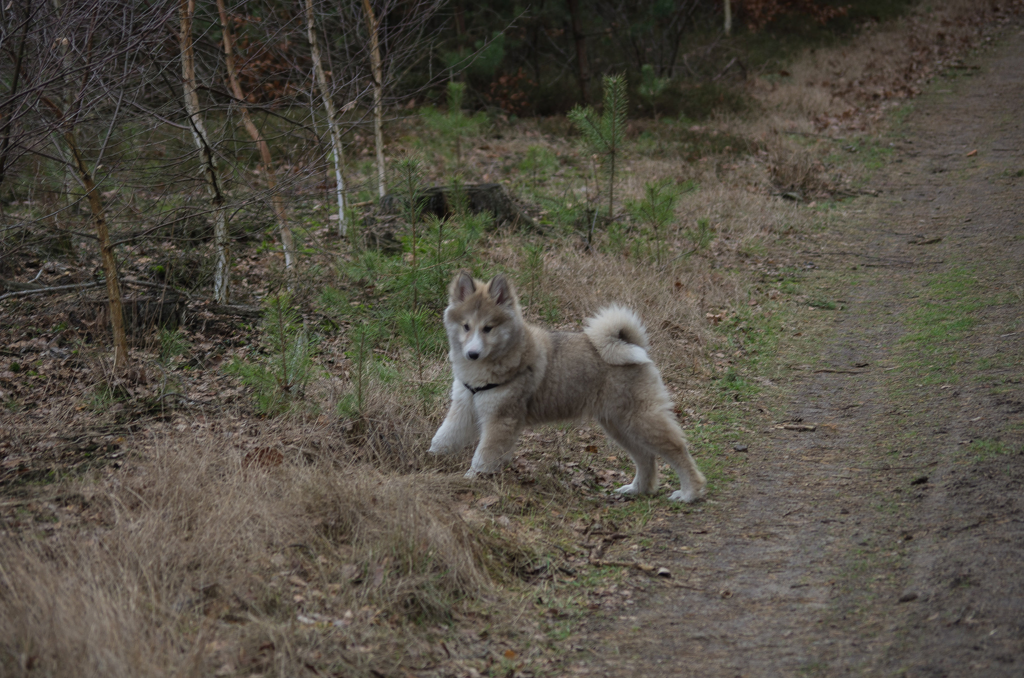 Pentax K-5 sample photo. I have a birthday today - ending a three months photography