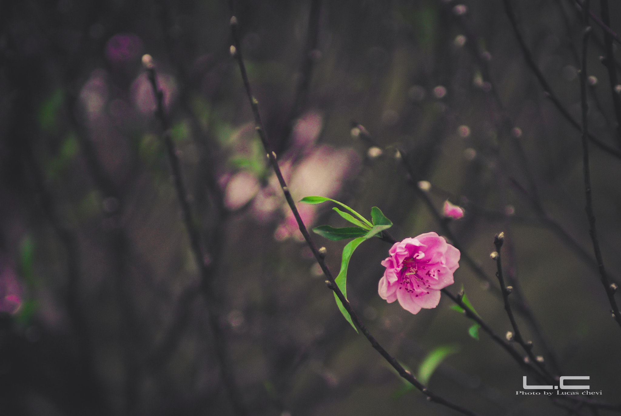 Nikon AF-S Nikkor 28-70mm F2.8 ED-IF sample photo. Spring photography