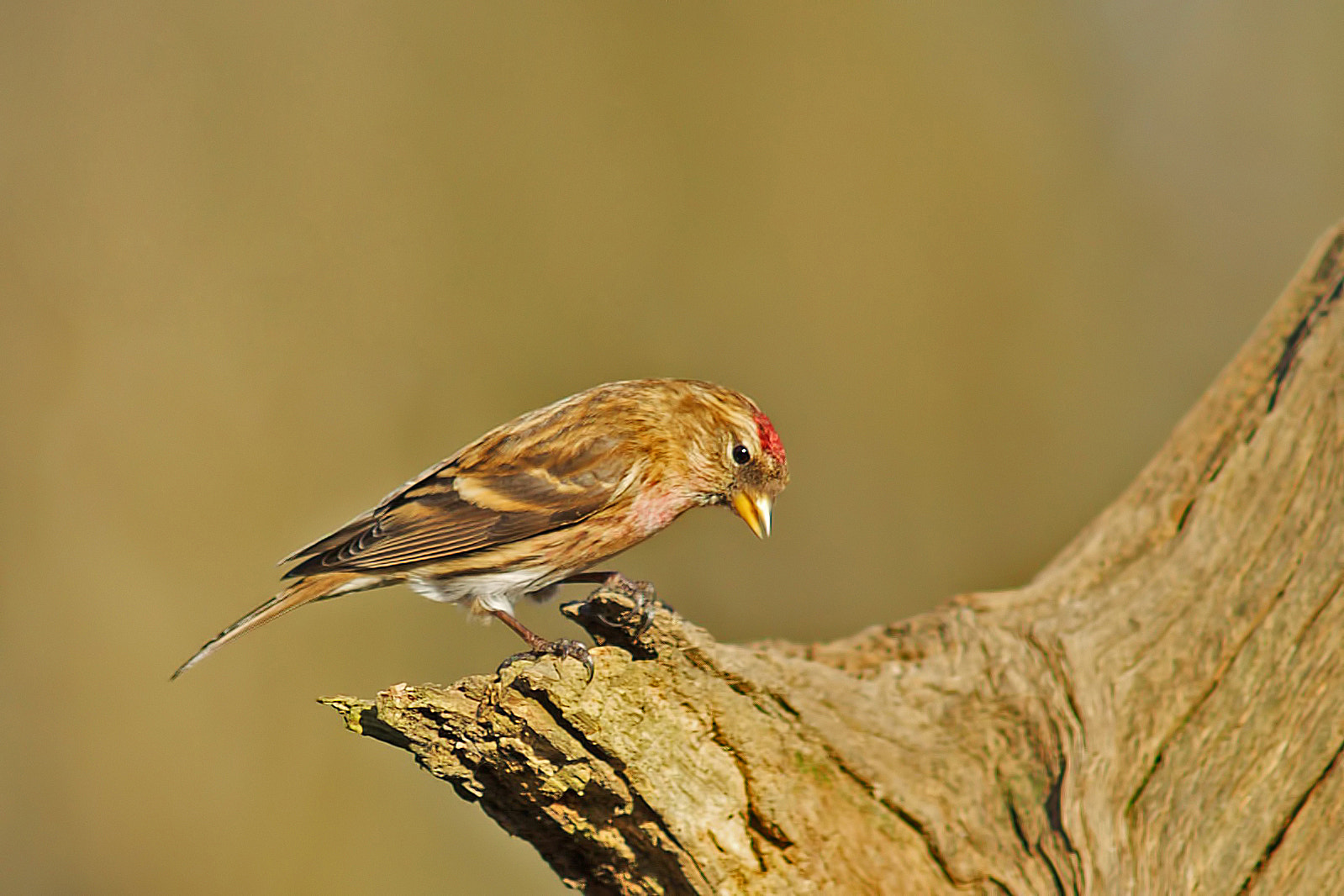 Sony a99 II + Minolta AF 300mm F2.8 HS-APO G sample photo. Redpol, photography