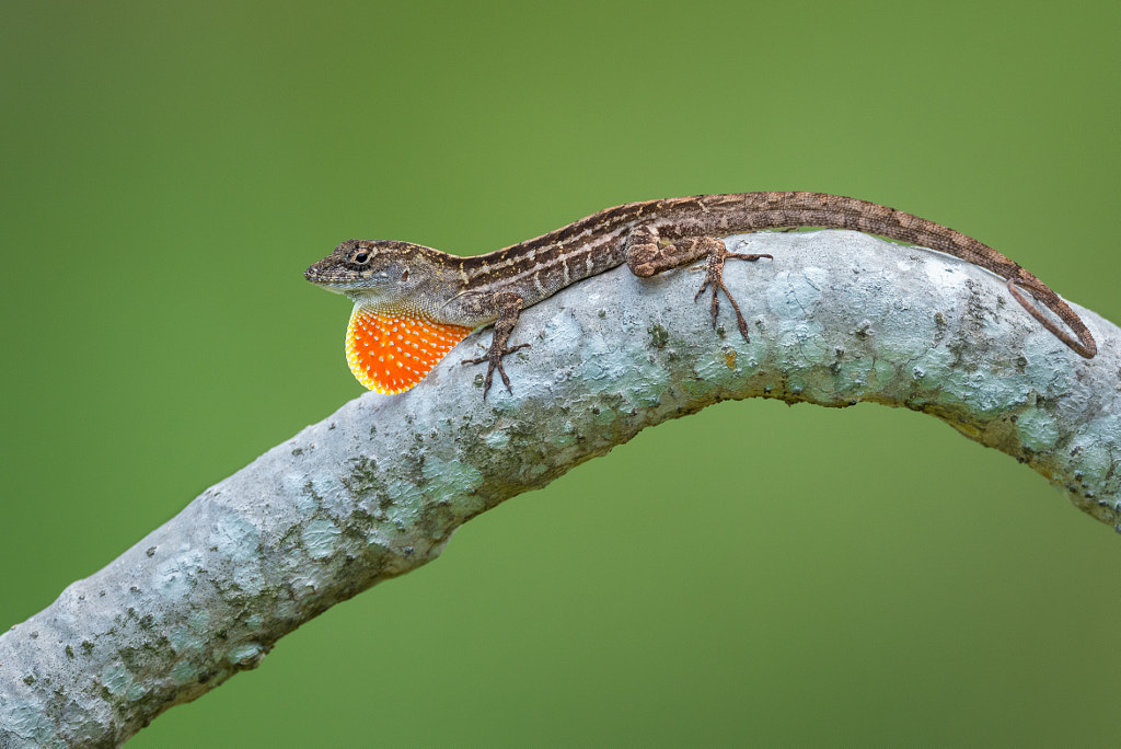 Brown Anole by BP Chua on 500px.com