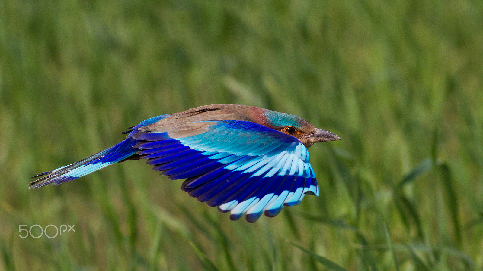 Canon EOS-1D Mark IV + Canon EF 400mm F5.6L USM sample photo. Indian roller photography