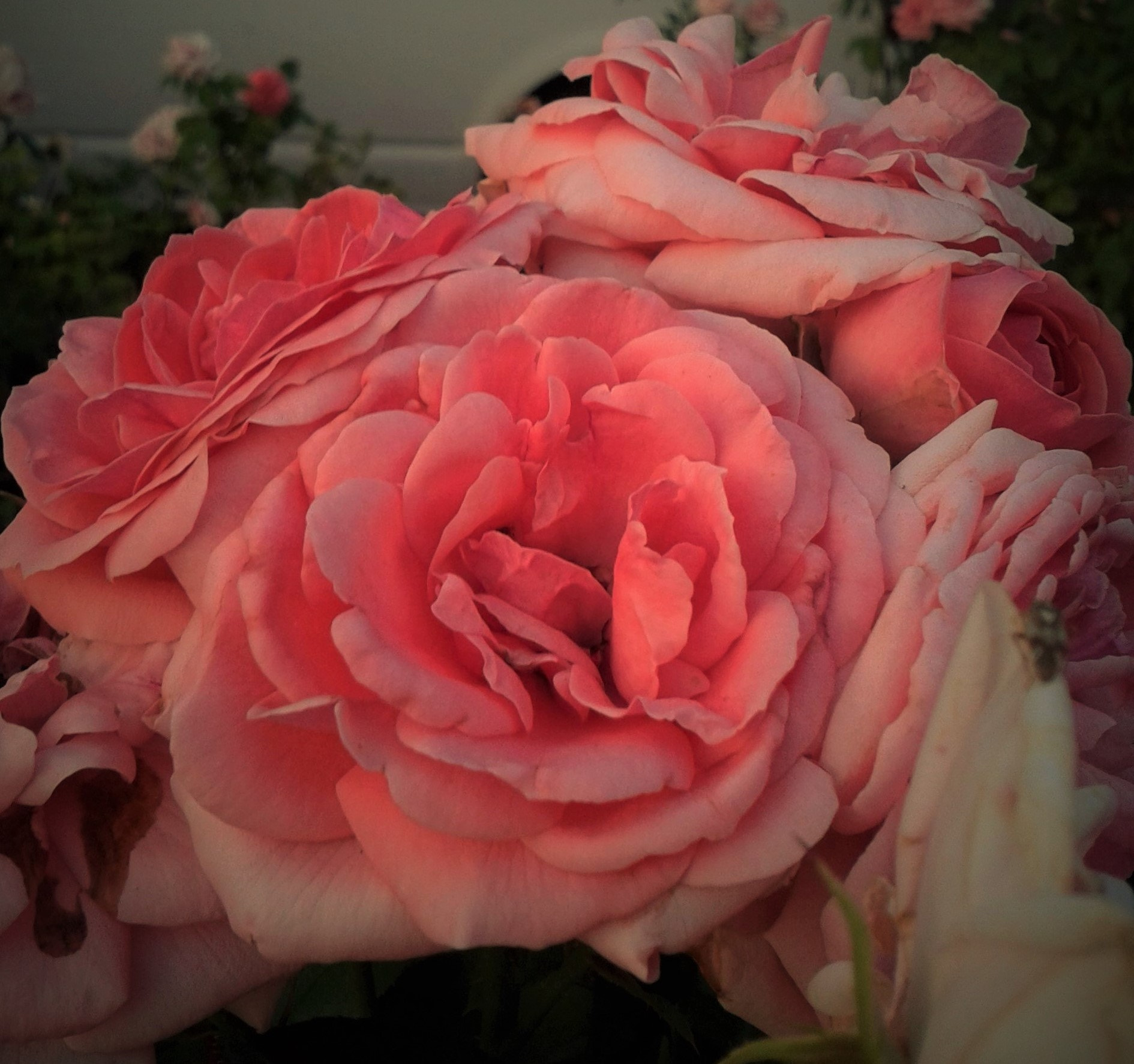 Samsung Galaxy S Advance sample photo. () photography
