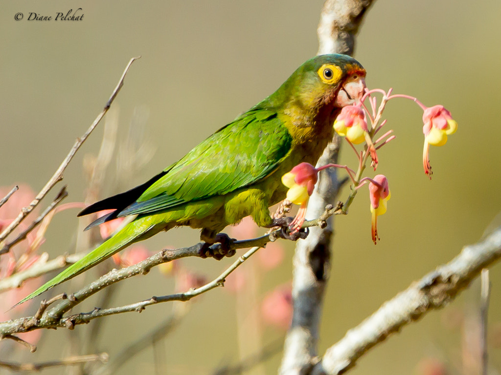 Canon EOS 60D + Canon EF 300mm F2.8L IS II USM sample photo. Large fig parrot photography