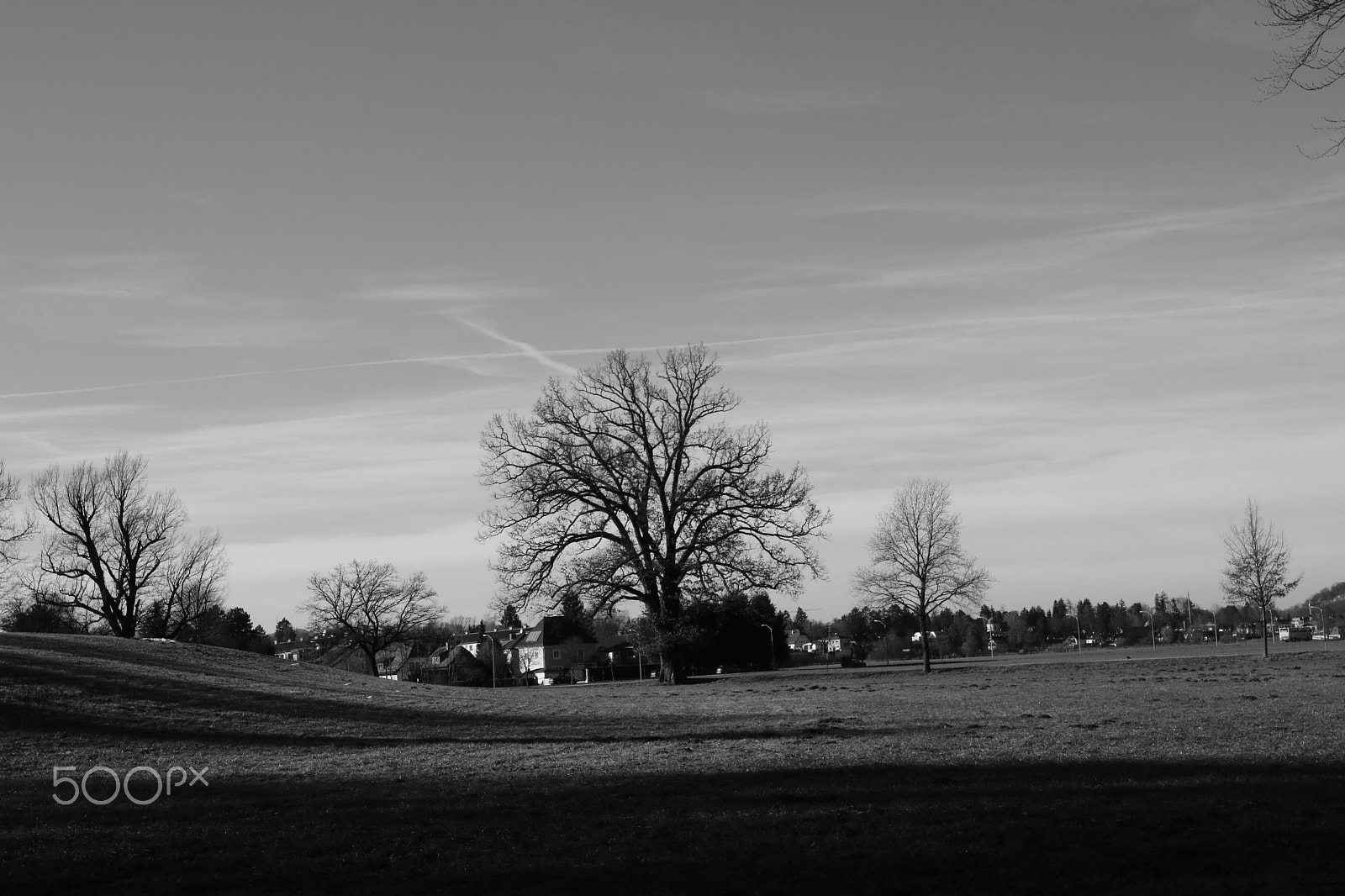 Canon EOS 750D (EOS Rebel T6i / EOS Kiss X8i) + Canon EF 300mm f/2.8L sample photo. Lonley tree photography