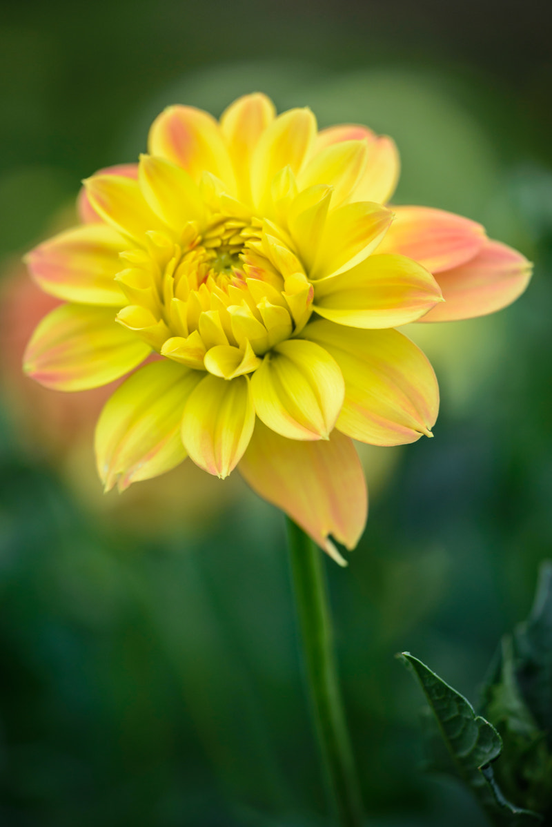 Sigma 150mm F2.8 EX DG Macro HSM sample photo. Yellow dahlia photography