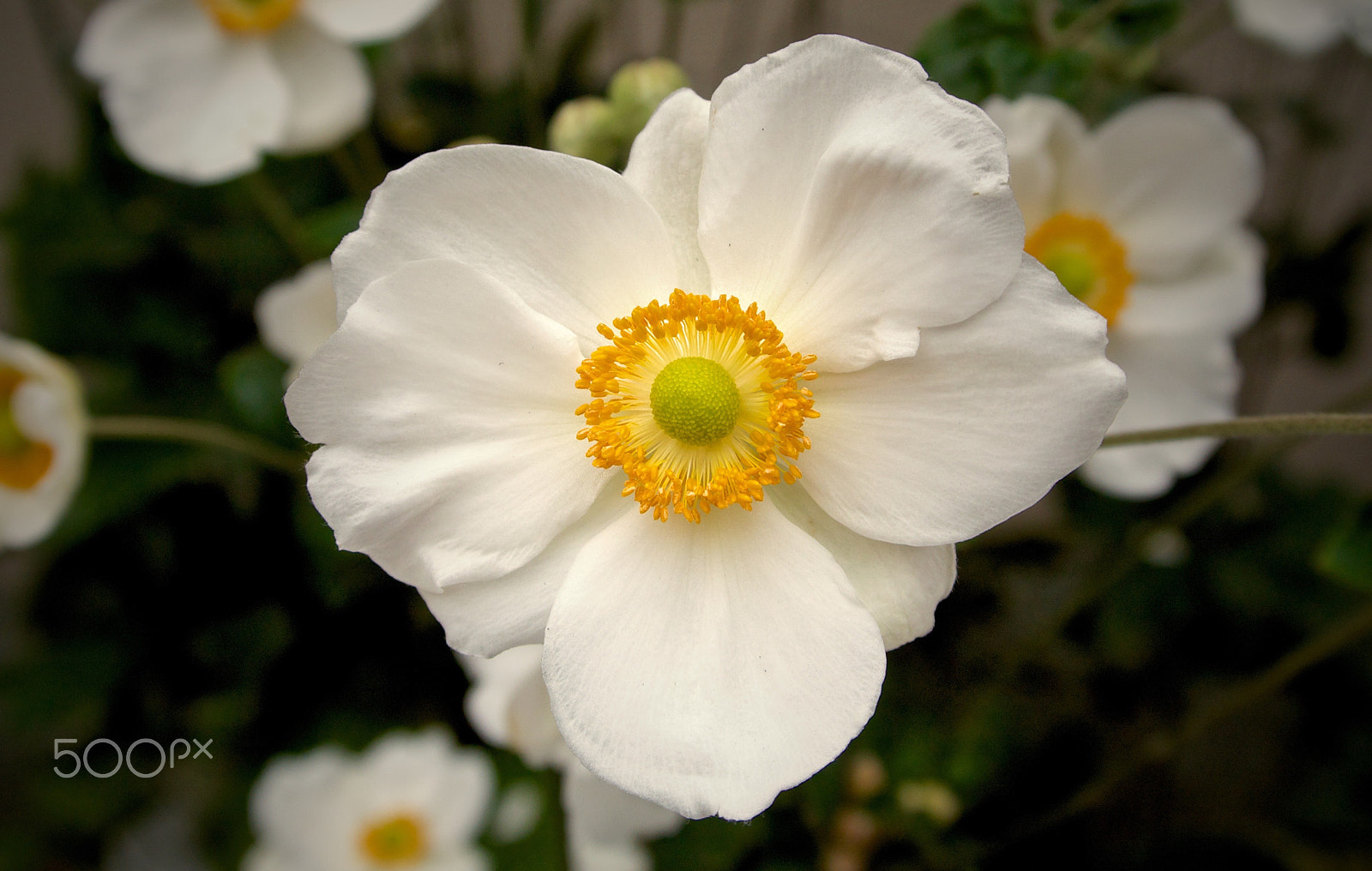 Nikon 1 J2 sample photo. Anemone photography
