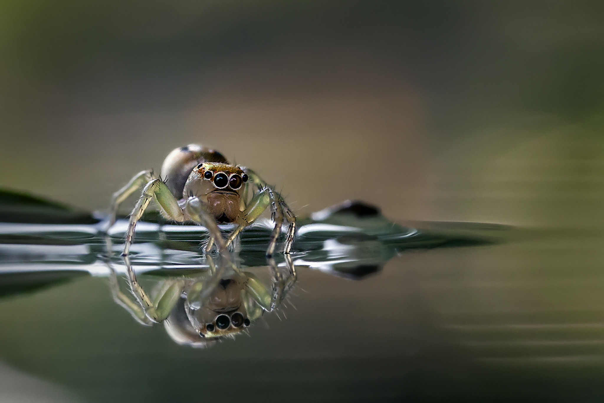Canon EF-S 60mm F2.8 Macro USM sample photo. Spider on mirror photography