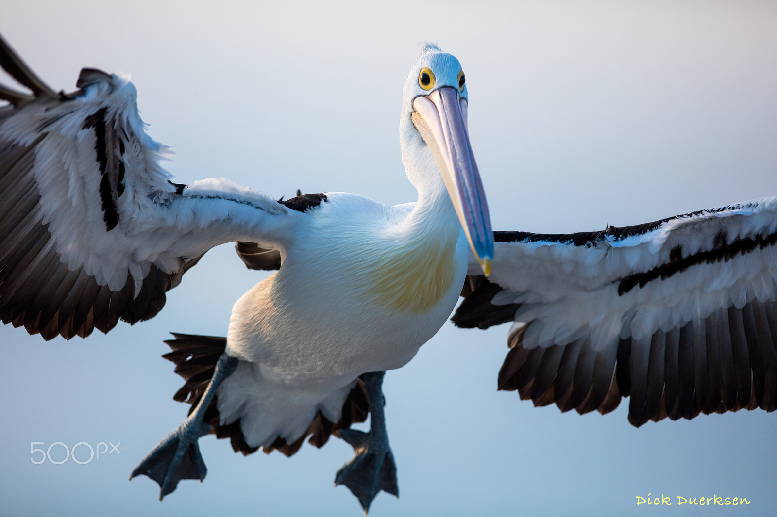 Canon EF 300mm F2.8L IS II USM sample photo. Pelican dive bomber photography