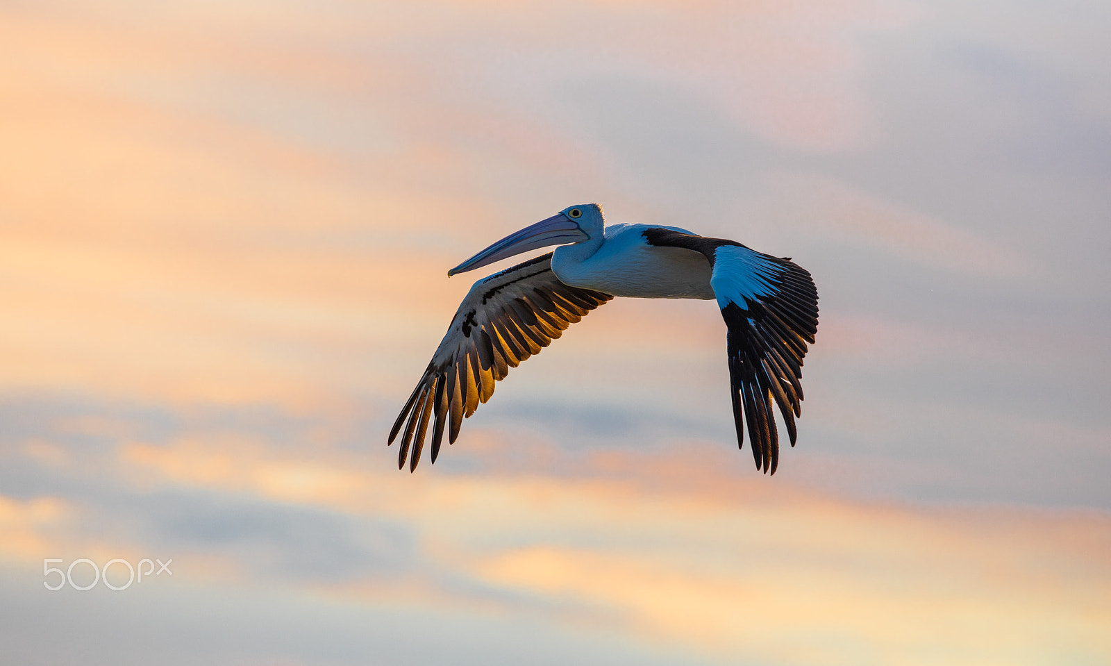 Canon EF 300mm F2.8L IS II USM sample photo. White pelican at sunset photography